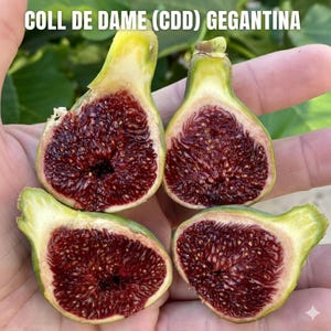 Peut inclure: Quatre moitiés de figue, coupées pour révéler l'intérieur rouge foncé rempli de minuscules graines. La peau est verte et jaune. Le texte "COLL DE DAME (CDD) GEGANTINA" est en haut de l'image.