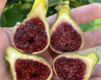 Coll de Dame(CDD) Gegantina- Live 1 Gallon Fig Tree