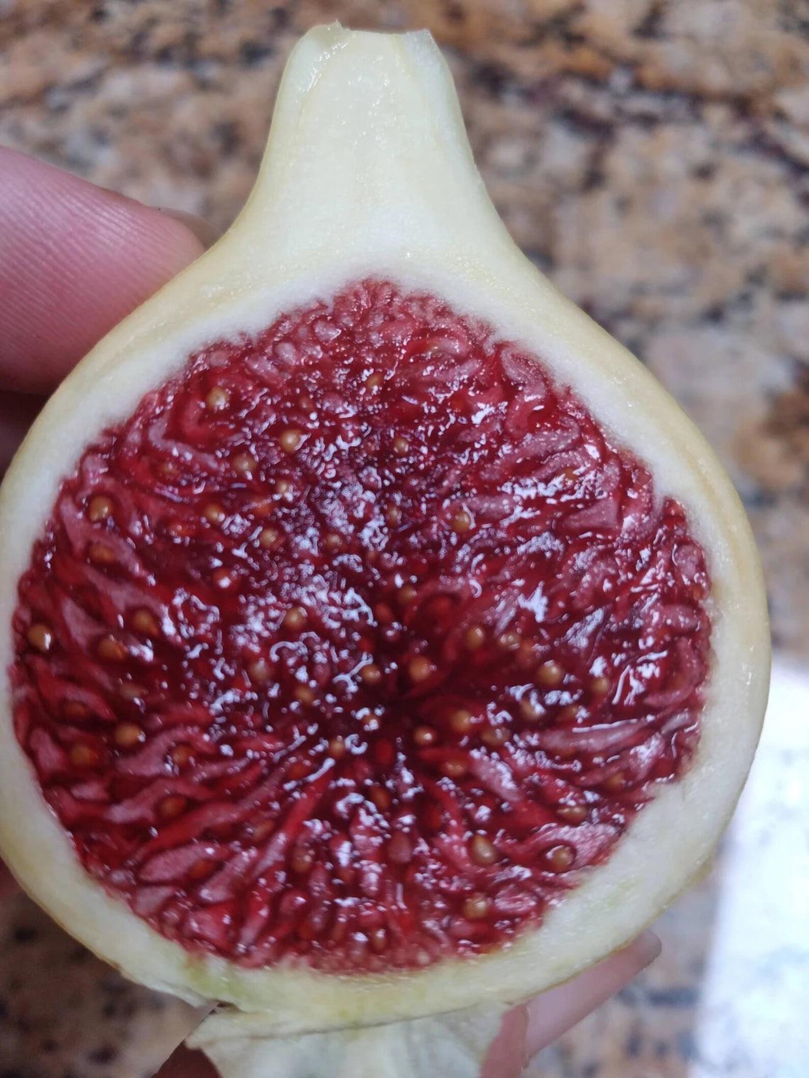 Col De Dame CDD Rimada Live 1 Gallon Fig Tree - Etsy