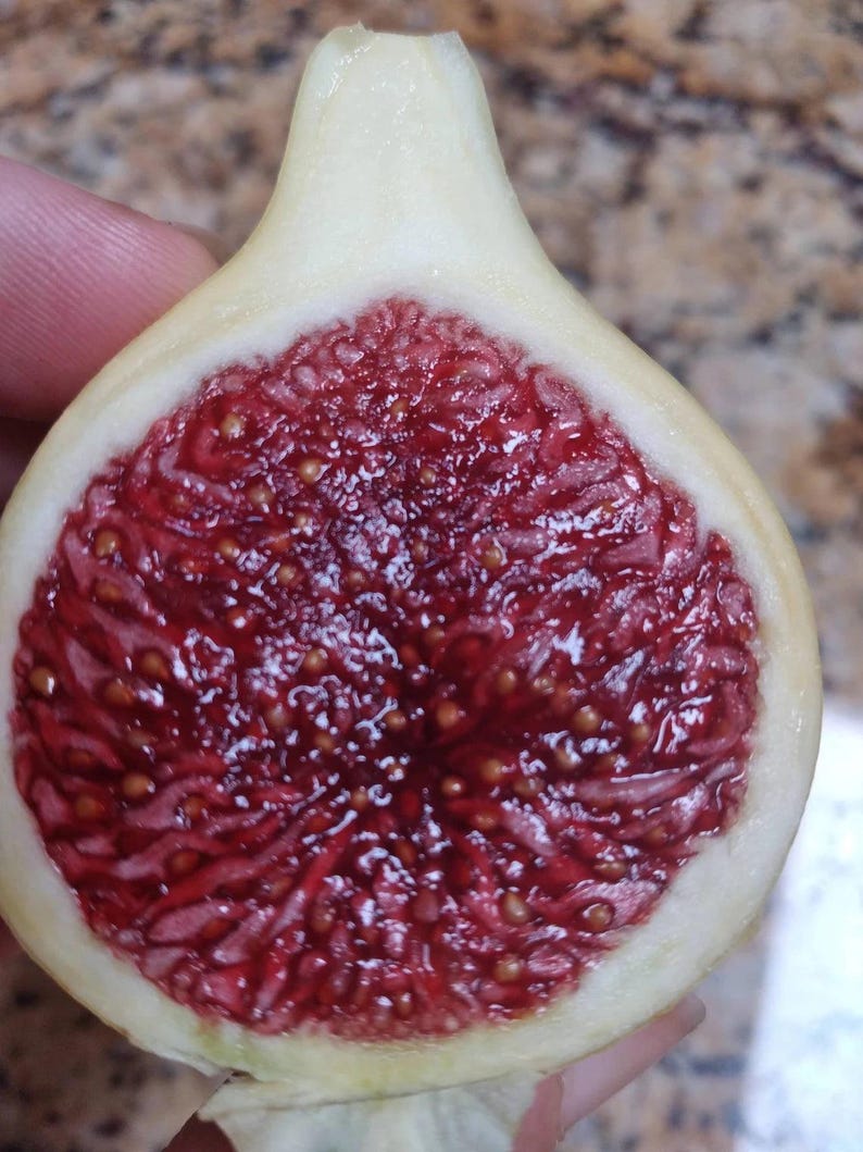 Col De Dame CDD Rimada Live 1 Gallon Fig Tree - Etsy