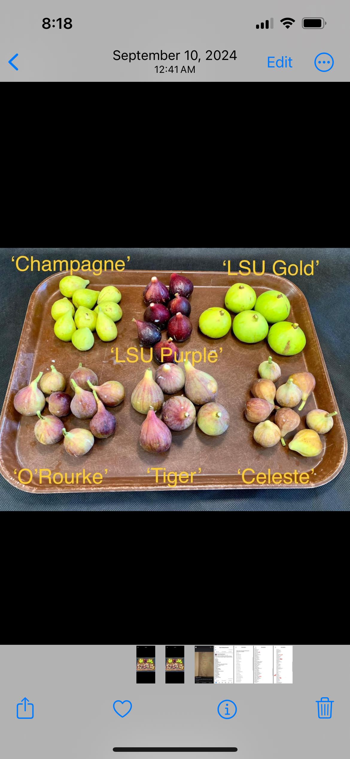 Lsu fig tree - Etsy 日本