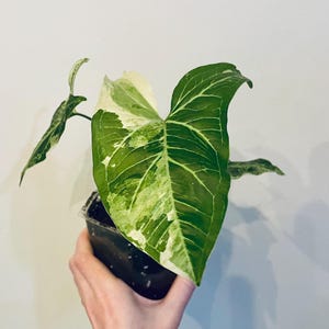 Syngonium Batik Albo