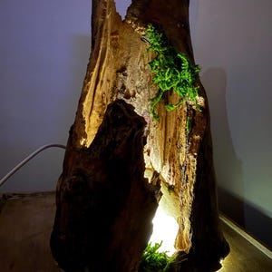Op de afbeelding: Een rustieke houten lamp met een natuurlijke, verweerde uitstraling. De lamp heeft een uitgehold stamontwerp, met helder licht dat van binnenuit komt. Groene mosaccenten voegen een vleugje natuur toe. De lamp is aangesloten met een witte kabel.