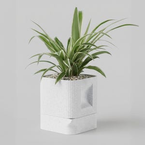 May include: A spider plant in a square, textured white planter. The planter features a geometric design with vertical lines and a recessed square. The plant has long, green and white striped leaves, and the soil is covered with small pebbles.