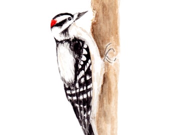 Downy Woodpecker Watercolor Painting Print from Original Watercolor Painting, Woodpecker Art Print, Bird Art Print, Watercolor Bird Art