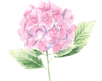 Impression de peinture aquarelle hortensia à partir d'une peinture aquarelle originale, impression d'art fleur d'hortensia rose et violet, peinture de fleurs d'hortensia