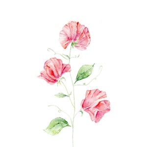 Pink Sweet Pea Flower Watercolor Painting Print from Original Watercolor Painting, Sweet Pea Art, Sweet Pea Prints, Pretty Sweet Pea Flowers