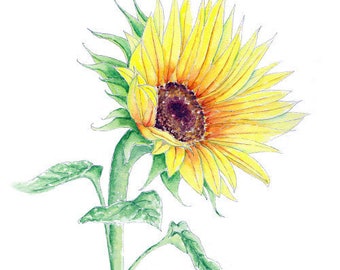 Sunflower Watercolor Painting Print from Original Watercolor Painting, Sunflower Painting, Sunflower Art Print, Yellow Sunflower