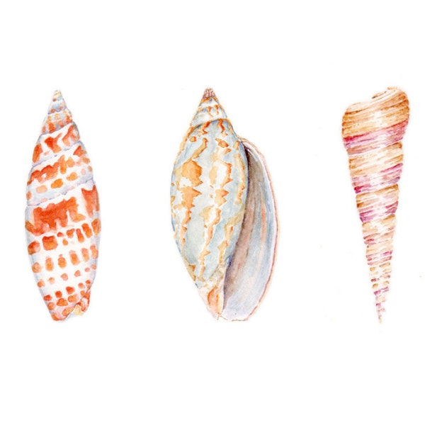 Sea Shell Print - Etsy