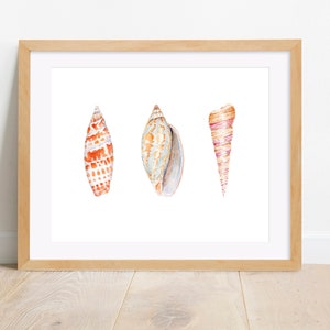 May include: Three watercolour paintings of seashells on a white background. The shells are a light orange, a light blue and a pink and orange.