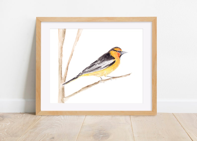 Garden Art Bird Prints Yellow Watercolor Bird Bullock's Oriole Bird Watercolor Painting Print From Original Watercolor Painting Bird Art Art & Collectibles Painting Sibawor.id