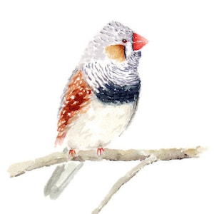 Zebra Finch Bird Watercolor Painting Print from Original Watercolor Painting, Bird Art, Bird Prints, Garden Art, Print titled, “Zebra Finch”