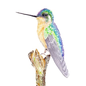 Little Hummingbird Watercolor Painting Print from Original Watercolor Painting, Watercolor Hummingbird Art Print, Hummingbird Painting
