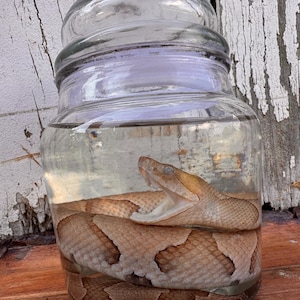 Copperhead Snake Wet Specimen in Glass Jar