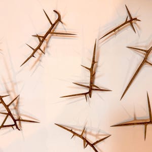 Honey Locust Thorn Sprigs
