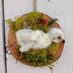 Peut inclure: Décoration circulaire en tranche de bois avec un poussin blanc et duveteux reposant sur de la mousse verte et de petites fleurs rouges. Une boucle en ficelle de jute est attachée pour la suspension. Fond blanc en bois vieilli.