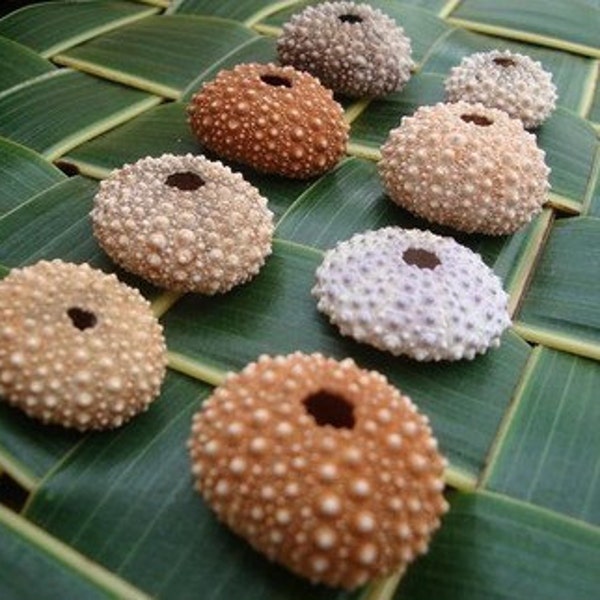 Hawaiian Wana (Sea Urchin) Shells - 6 Piece Set - Small Size