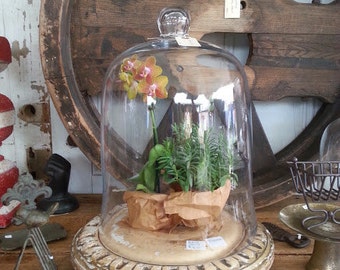 Medium Glass Cloche, Bell Jar, Glass Dome, Apothecary, Terrarium, Ornament Christmas Display cake stand