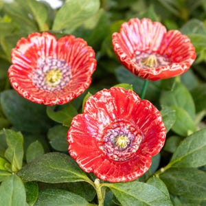 Op de afbeelding: Drie keramische rode klaprozen met witte accenten en gele centra worden getoond tussen groen gebladerte. De bloemen hebben een textuur en zijn gerangschikt in een natuurlijke omgeving.