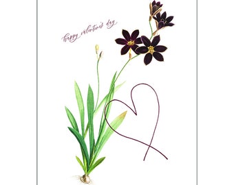 Valentine’s Day Card - Ixia Grandiflora