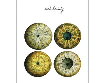 Sea Life Series - Seek Beauty