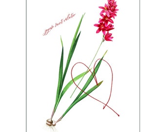 Valentine’s Day Card - French - Ixia Patens