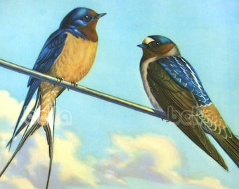 Vintage BIRDS Print - Swallows - Birds on a Wire - 1930s Book Illustration by Walter Alois Weber