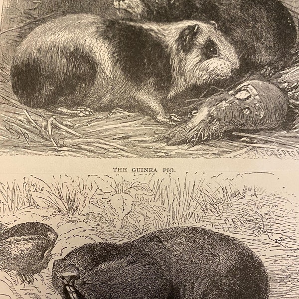 1900s Guinea Pig Engravings, Antique Book Illustrations