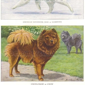 Samoyed or Siberian Reindeer Dog and Chow Chow Vintage 1910s Illustration by Louis Agassiz Fuertes