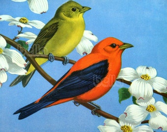 Vintage BIRDS Print - Scarlet Tanager - Male and Female 1930s Book Illustration by Walter Alois Weber