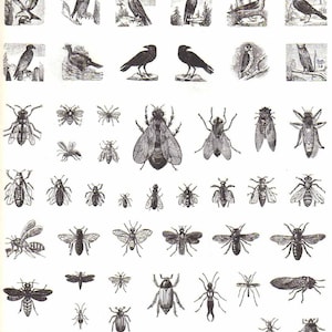Vintage Book Illustrations of Bugs Birds Fish Rabbits Big Cars  French Advertising Art from early 1900s