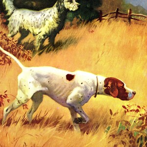 May include: Two white and brown spotted dogs are in a field of tall grass. The dog in the foreground is looking down at the ground, while the dog in the background is looking off to the side. The grass is a golden brown color.