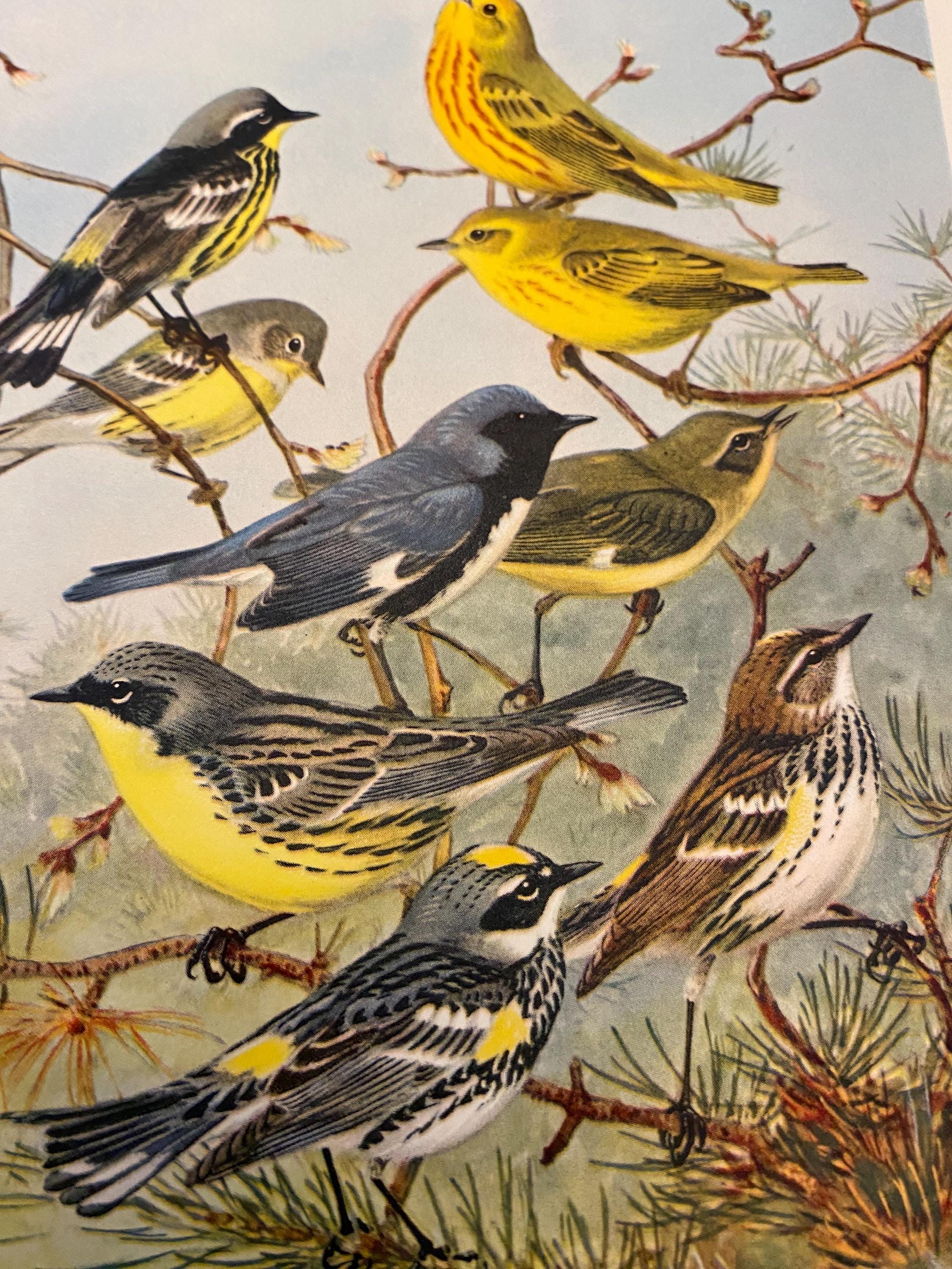 Vintage Warblers Print – 1930s Bird Illustration Book Plate - Etsy