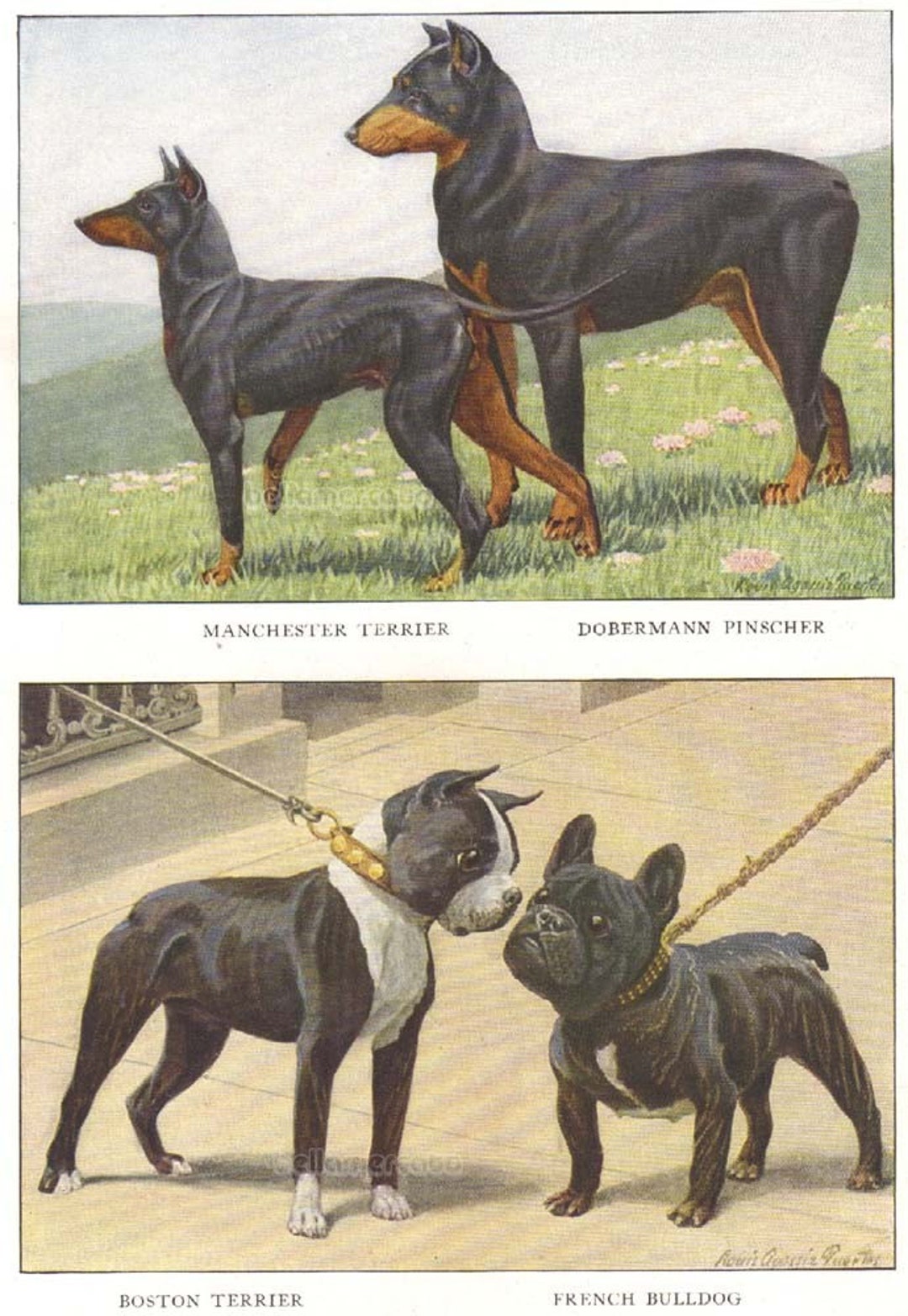 Vintage Boston Terrier French Bulldog Doberman Pinscher - Etsy