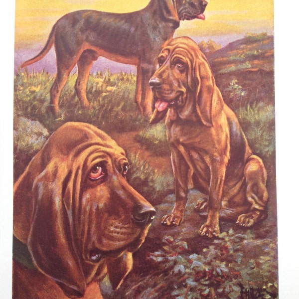 Bloodhounds Vintage Dog Print  Illustration by Edward Herbert Miner 1940s