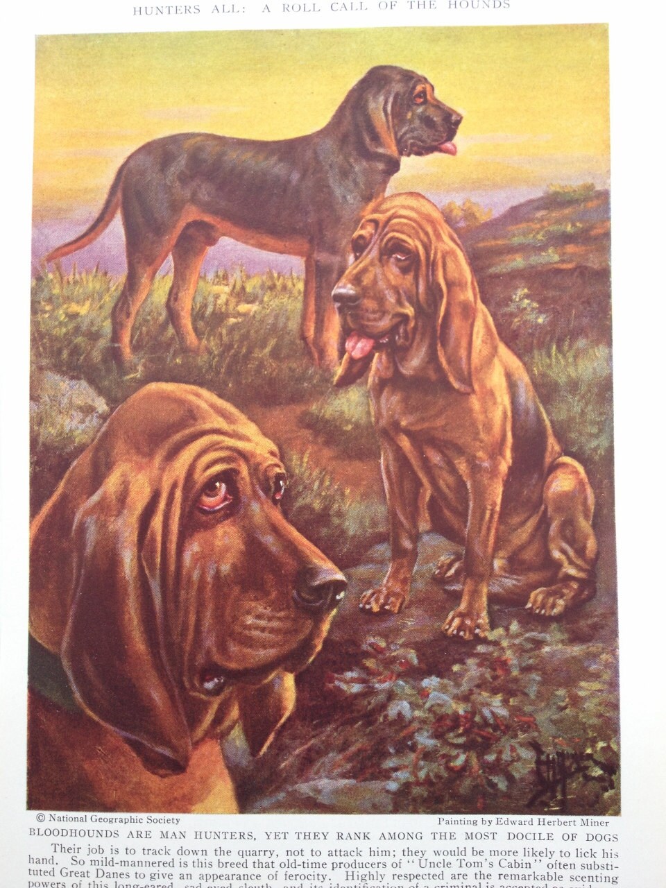 Bloodhounds Vintage Dog Print Illustration by Edward Herbert Miner
