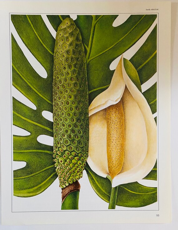 philodendron tortum pflege Philodendron tortum – filigran geschlitzte Blätter