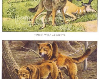 Timber Wolf Coyote and Dingo Vintage 1910s Illustration by Louis Agassiz Fuertes