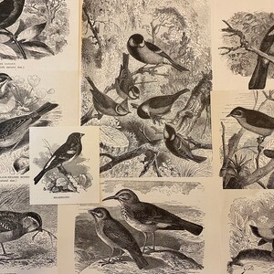 BIRDS Ephemera Lot of early 1900s Book Engravings Illustrations of Birds