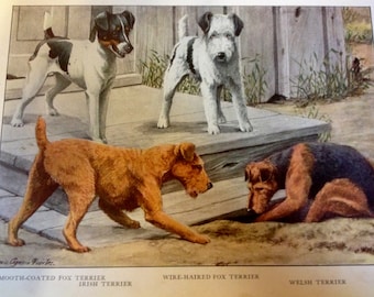 May include: A vintage illustration of four different dog breeds: a smooth-coated fox terrier, a wire-haired fox terrier, an Irish terrier, and a Welsh terrier. The dogs are depicted in a variety of poses, with the smooth-coated fox terrier standing on its hind legs, the wire-haired fox terrier standing on all fours, the Irish terrier sitting down, and the Welsh terrier lying down.