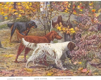 1910s Print Gordon Setter Irish Setter and English Setter by Louis Agassiz Fuertes