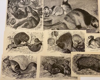 SLOTH Porcupine Hare etc  Ephemera Lot of early 1900s Book Engravings Illustrations