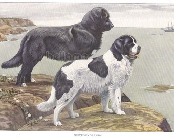 1900s Print NEWFOUNDLAND Dogs on Cliff by Louis Agassiz Fuertes