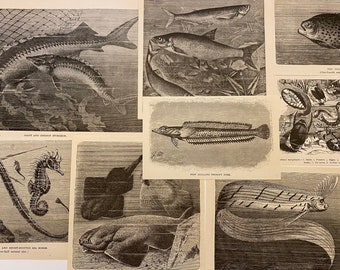 Ephemera Lot of early 1900s Book Engravings Illustrations of Fish, Seahorse etc