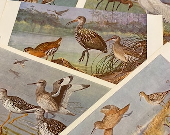5 Water Birds Illustrations by Allan Brooks 1930s National Geographic Ephemera Lot