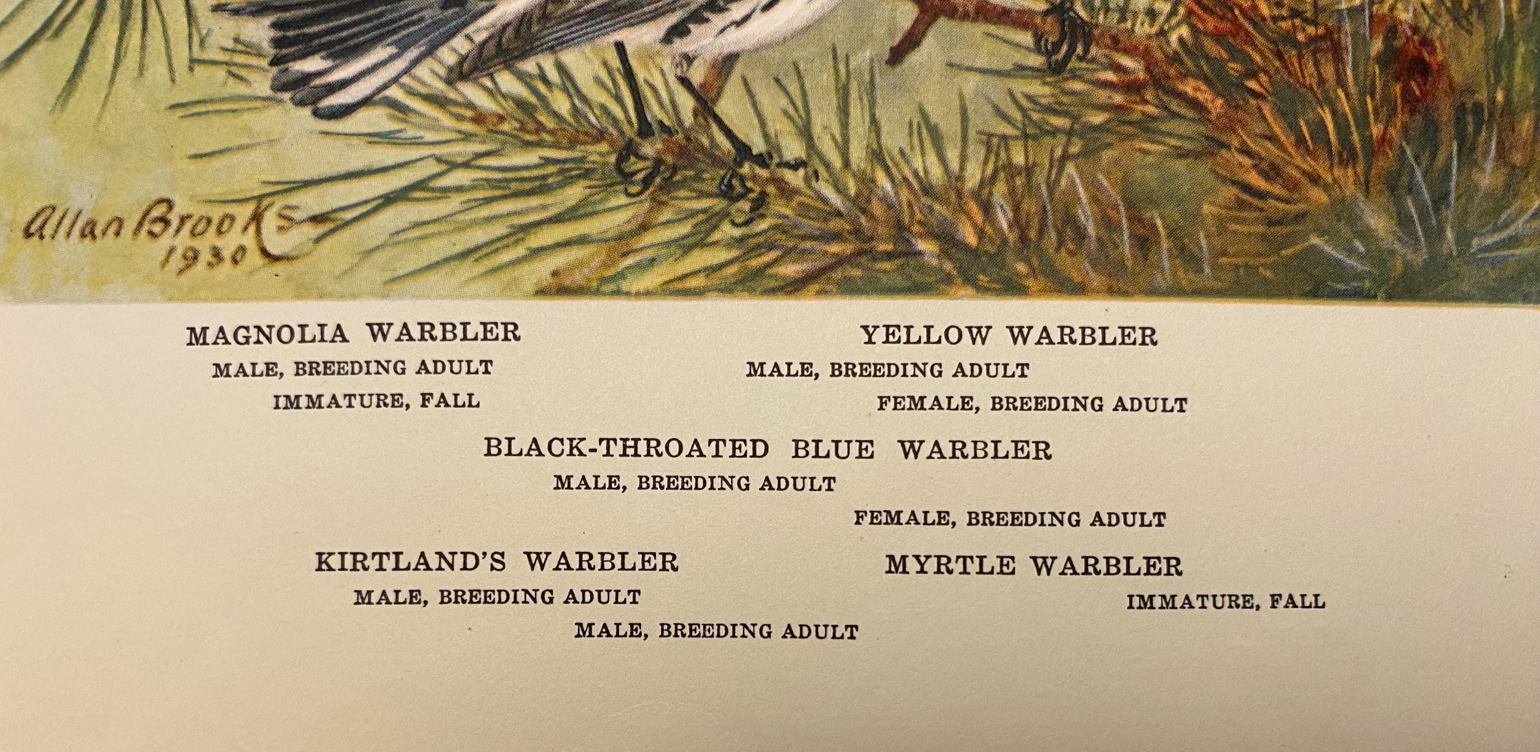 Vintage Warblers Print – 1930s Bird Illustration Book Plate - Etsy