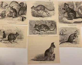 KANGAROOS Ephemera Lot of early 1900s Book Engravings Illustrations of Kangaroos and Wallaby