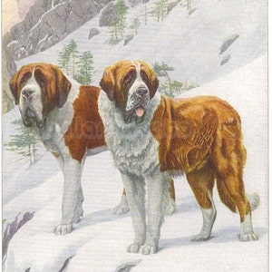 1919 Print SAINT BERNARD DOGS by Louis Agassiz Fuertes St Bernard