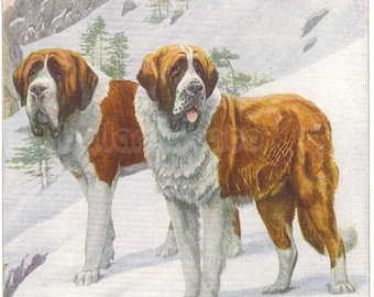 1919 Print SAINT BERNARD DOGS by Louis Agassiz Fuertes St Bernard