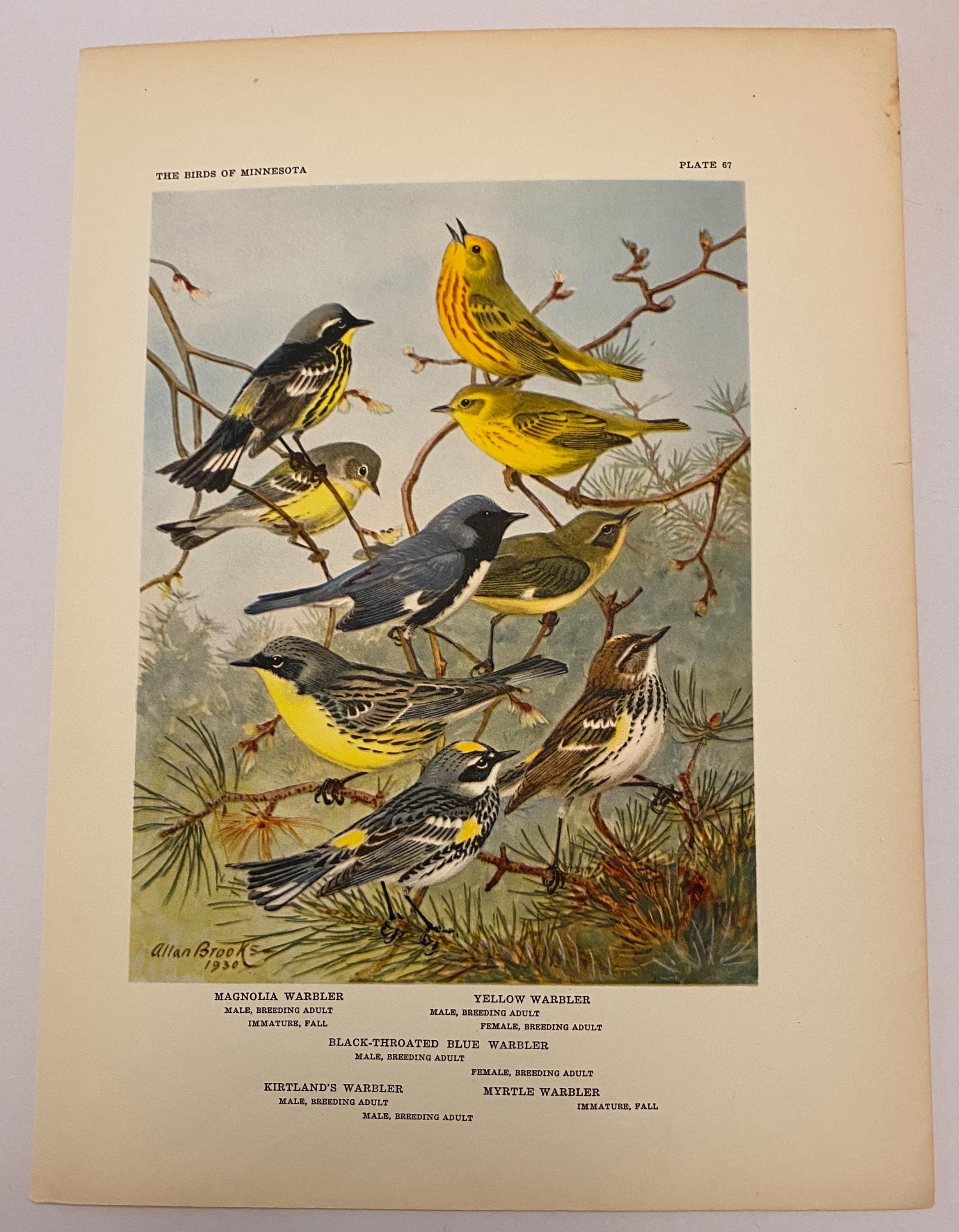 Vintage Warblers Print – 1930s Bird Illustration Book Plate - Etsy